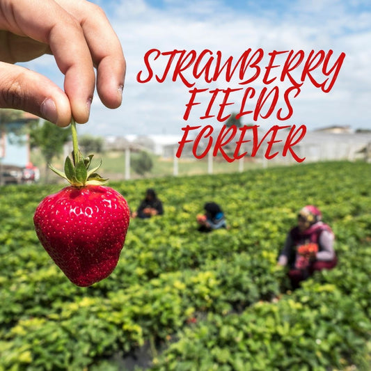 Strawberry Fields Forever Goat's Milk Bar Soap